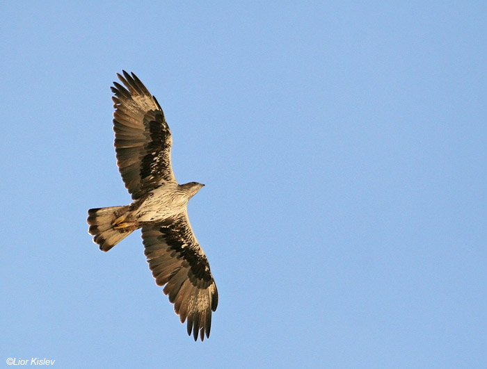  עיט ניצי Bonellis Eagle Hieraaetus fasciatus                          עין עבדת , אוקטובר  2007.צלם:ליאור כסלו.